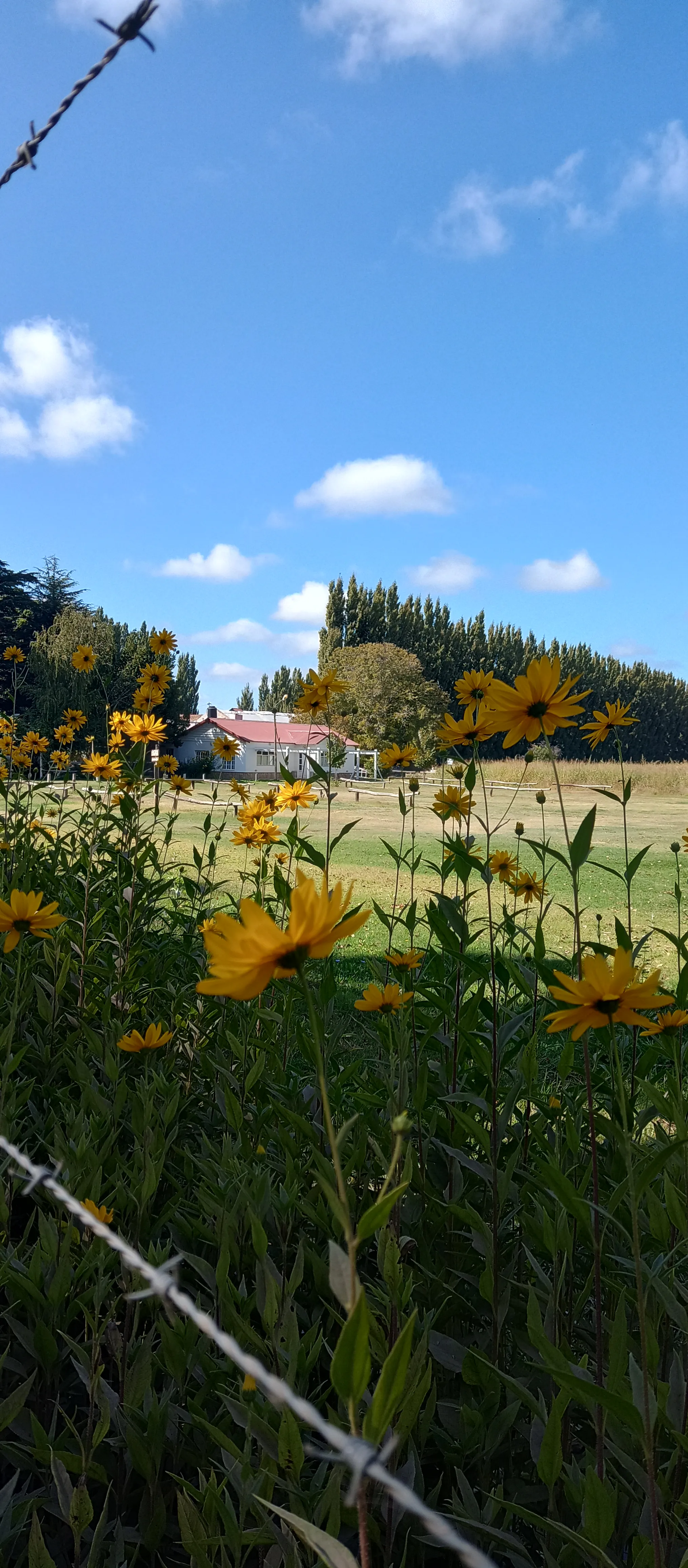 Canal con flores silvestres en primavera