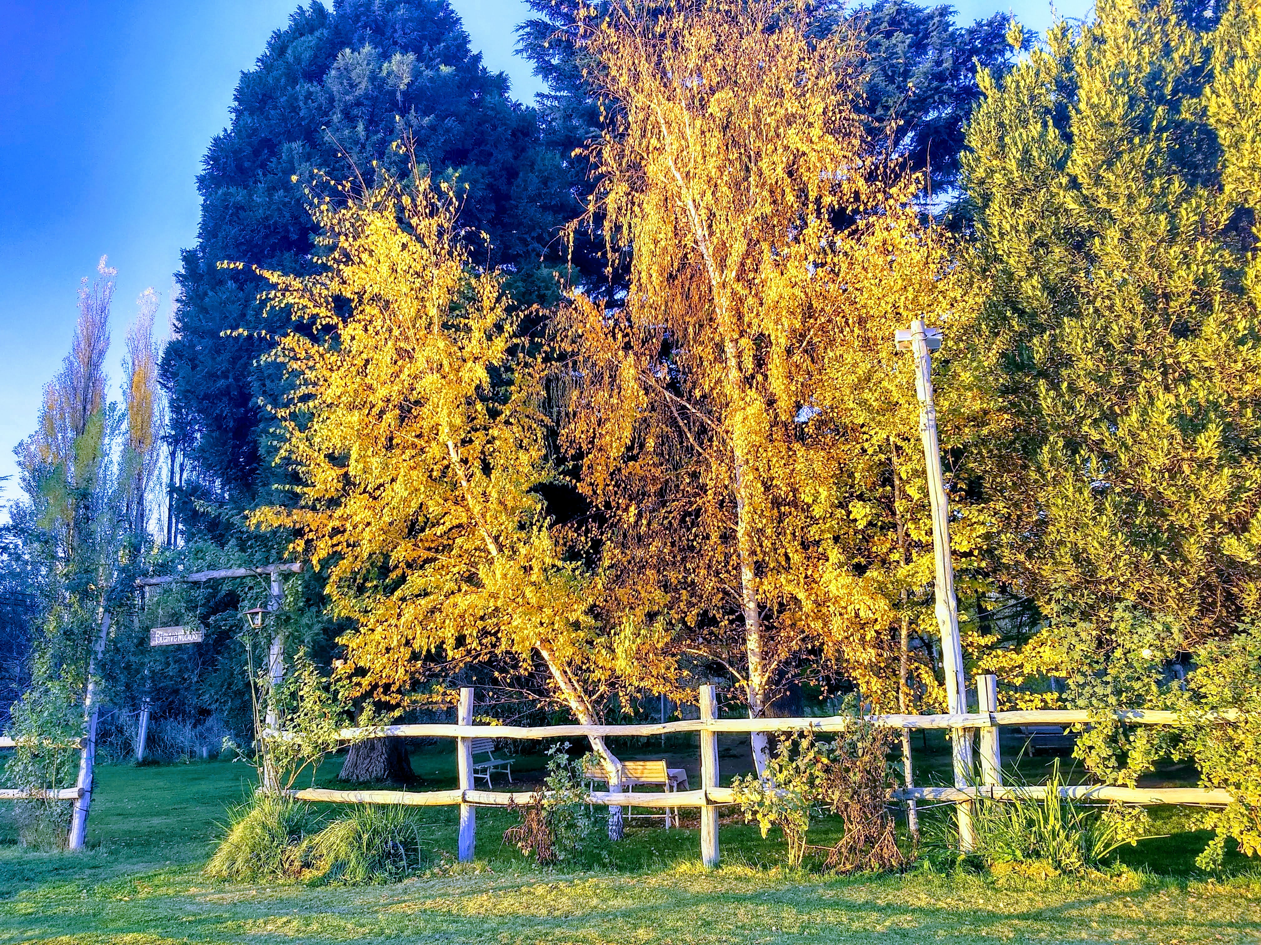 Árboles con hojas rojas y naranjas en la chacra